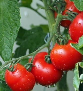 Овощи Черноземья»  ввели в эксплуатацию третью очередь теплиц